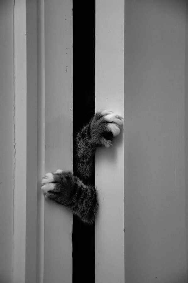 Выйди и открой мне дверь. Кот заглядывает в дверь. Котенок выглядывает. Кот заглядывает в окно. Дверь для кота.