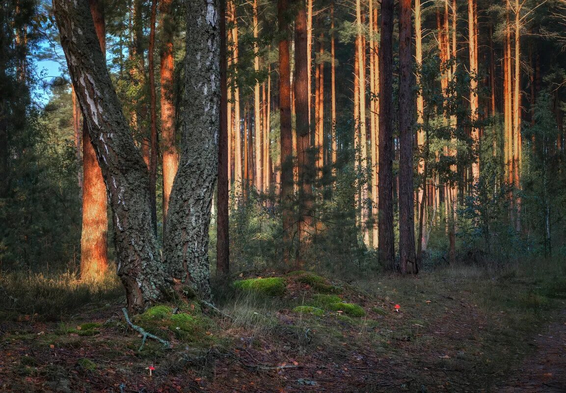 белорусские леса. какие леса в беларуси. дремучие заповедные леса беларуси. лесное хозяйство белоруссии. белоруссия лесной массив.