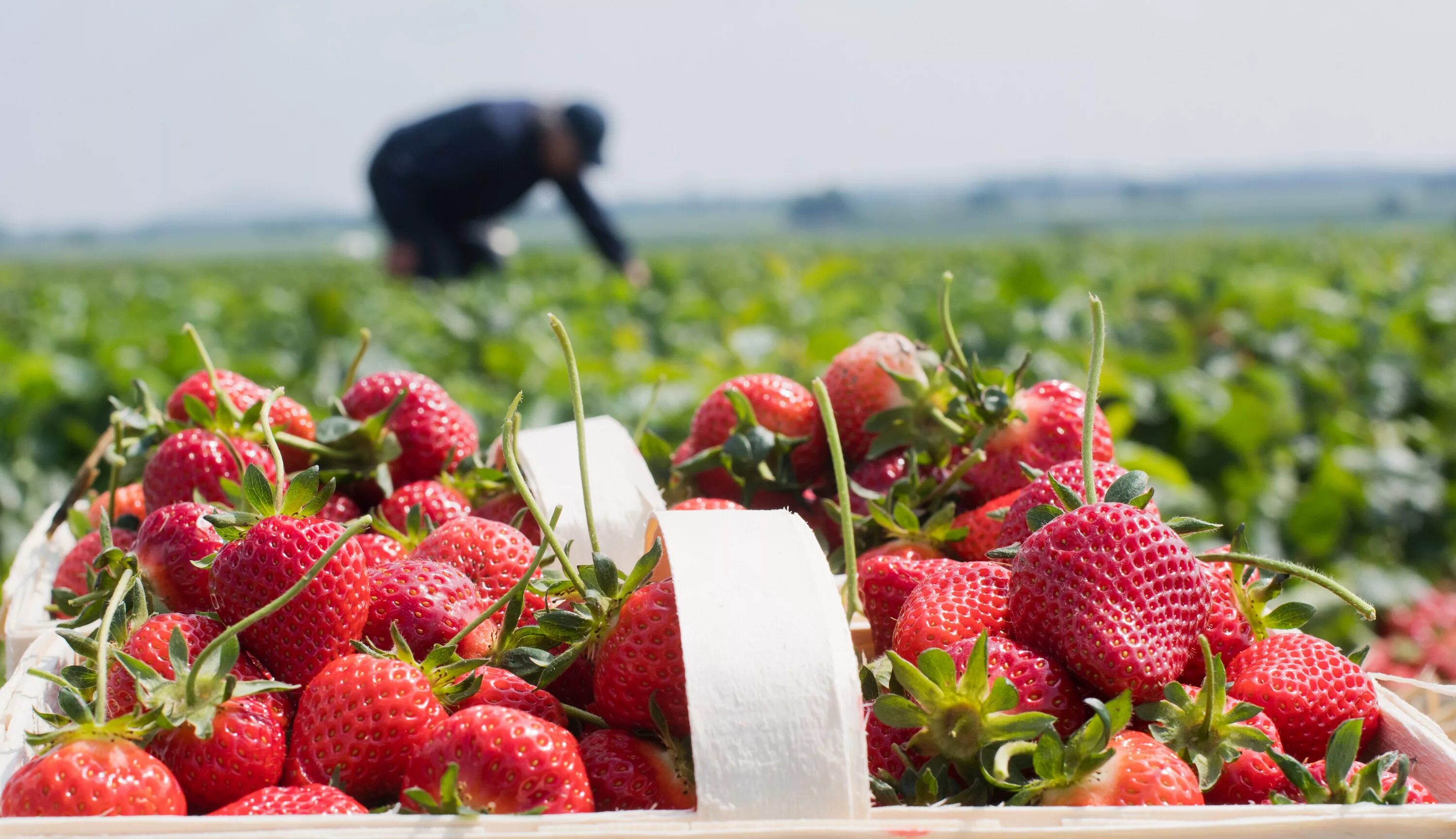 Земляника лесная крупноплодная. Земляника садовая плантация. Клубничное поле. Земляника поле. Клубничная плантация.