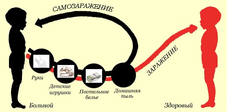 Может ли острица передаваться напрямую от человека