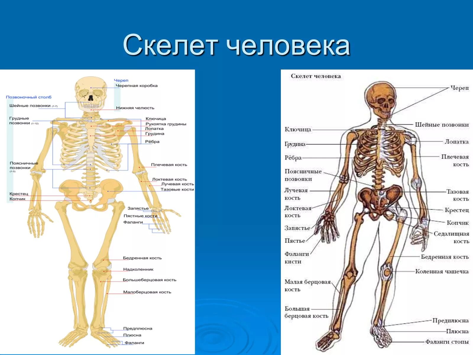 Скелет человека. Строение скелета человека. Мужской скелет человека. Строение скелета женщины. Мужской и женский скелет