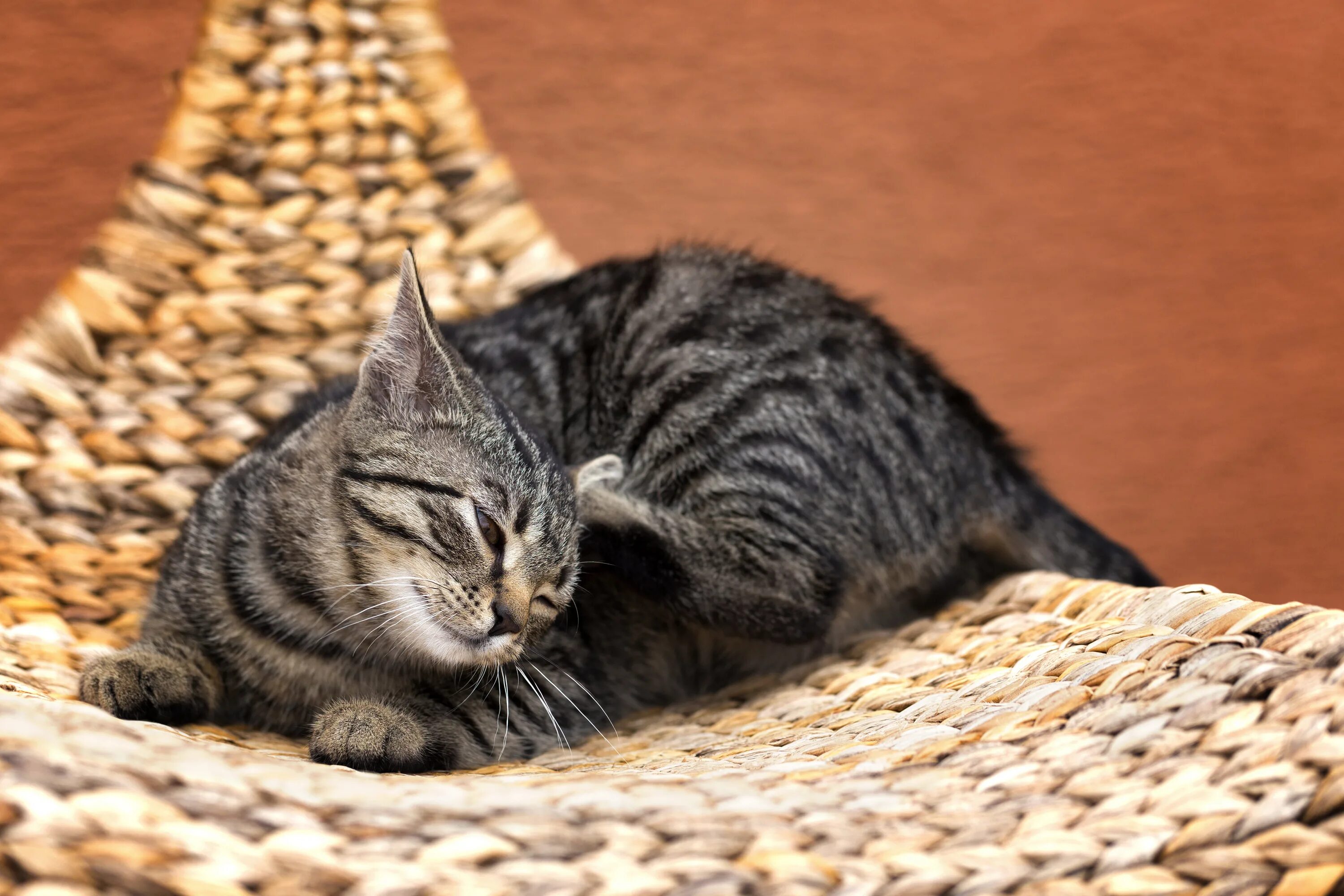 Почему котенок чешет. Кошка чешется. кошки маленькие большие. чесание животных. кошка чешется картинка.