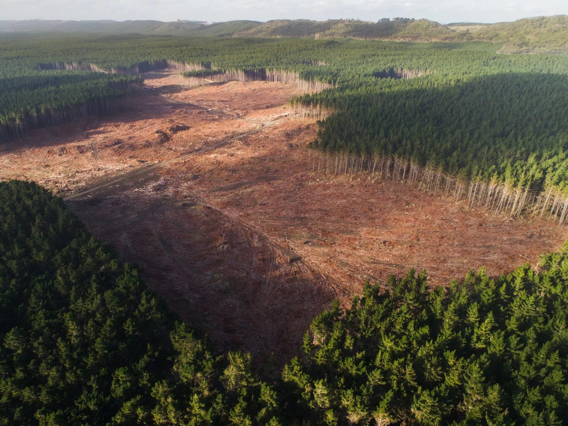 Долина мехико обезлесение. Истребление лесов. Cut forest. Forest cutting. Срубленные деревья.