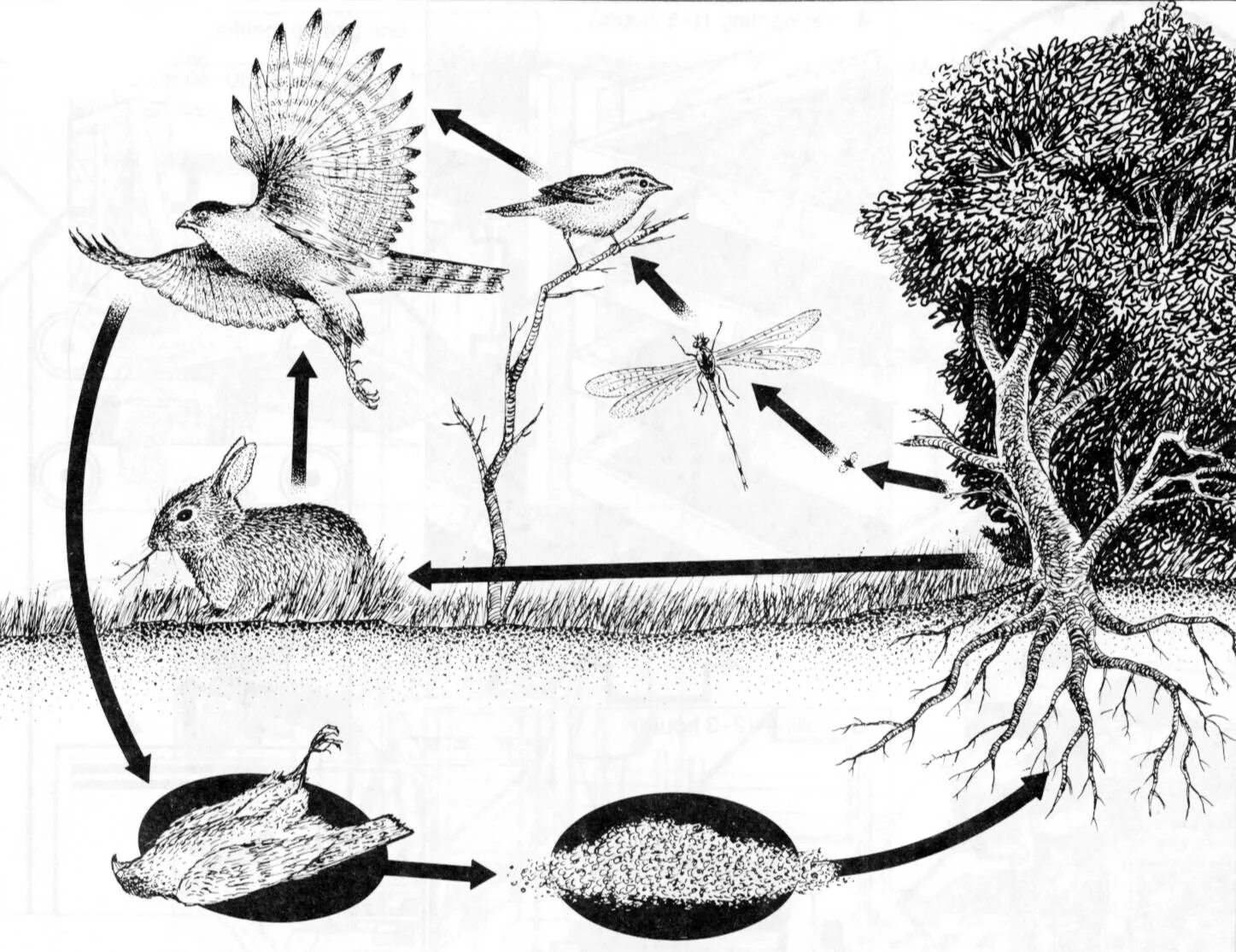 пищевые цепи в наземных экосистемах. пищевая цепь круговорот веществ в природе. круговорот пищевой цепи. круговорот пищевой цепи. круговорот пищевой цепи.