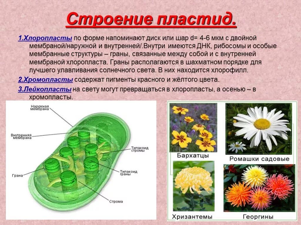 В клетках растений днем происходит. Строение пластидов и хлоропластов. Строение клетки 9 класс биология пластиды. Что такое пластиды в биологии 6 класс. Пластиды хлоропласты строение.