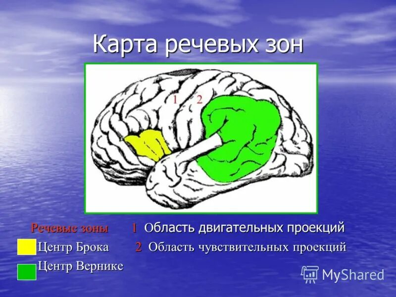 центр вернике расположен в височной доле. речевые центры. 2 сигнальная система центры брока вернике. зоны головного мозга брока и вернике. зоны мозга отвечающие за речь.
