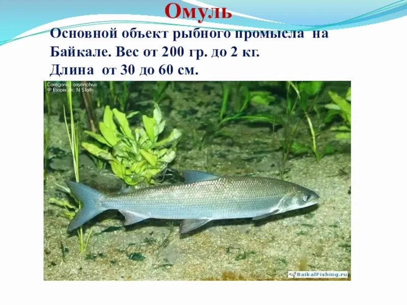 Байкальский омуль описание. Среда обитания байкальского омуля. омуль доклад. байкальский омуль сообщение.