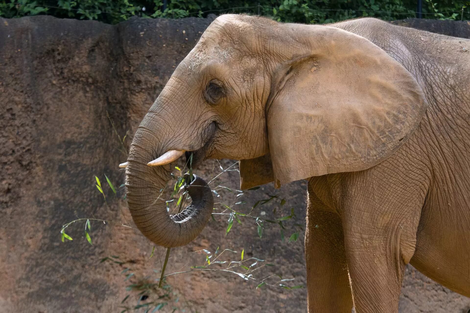 Коричневый слон. Голова слона. Уши африканского слона. Elephant s ear. Elephant s ear.