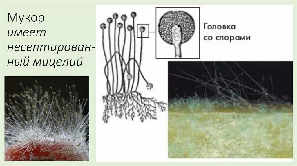Мукор мицелий. Мукор и пеницилл. Мицелий грибов мукор и пеницилл. Строение мицелия мукора. Плесневый гриб мукор относится к