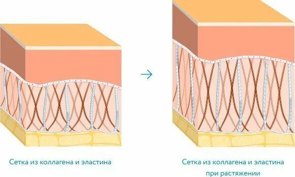 Строение кожи коллагеновые волокна эластин. Строение коллагена и эластина. Фибробласты коллаген эластин. Коллаген и эластин. Синтез коллагена и эластина в коже.
