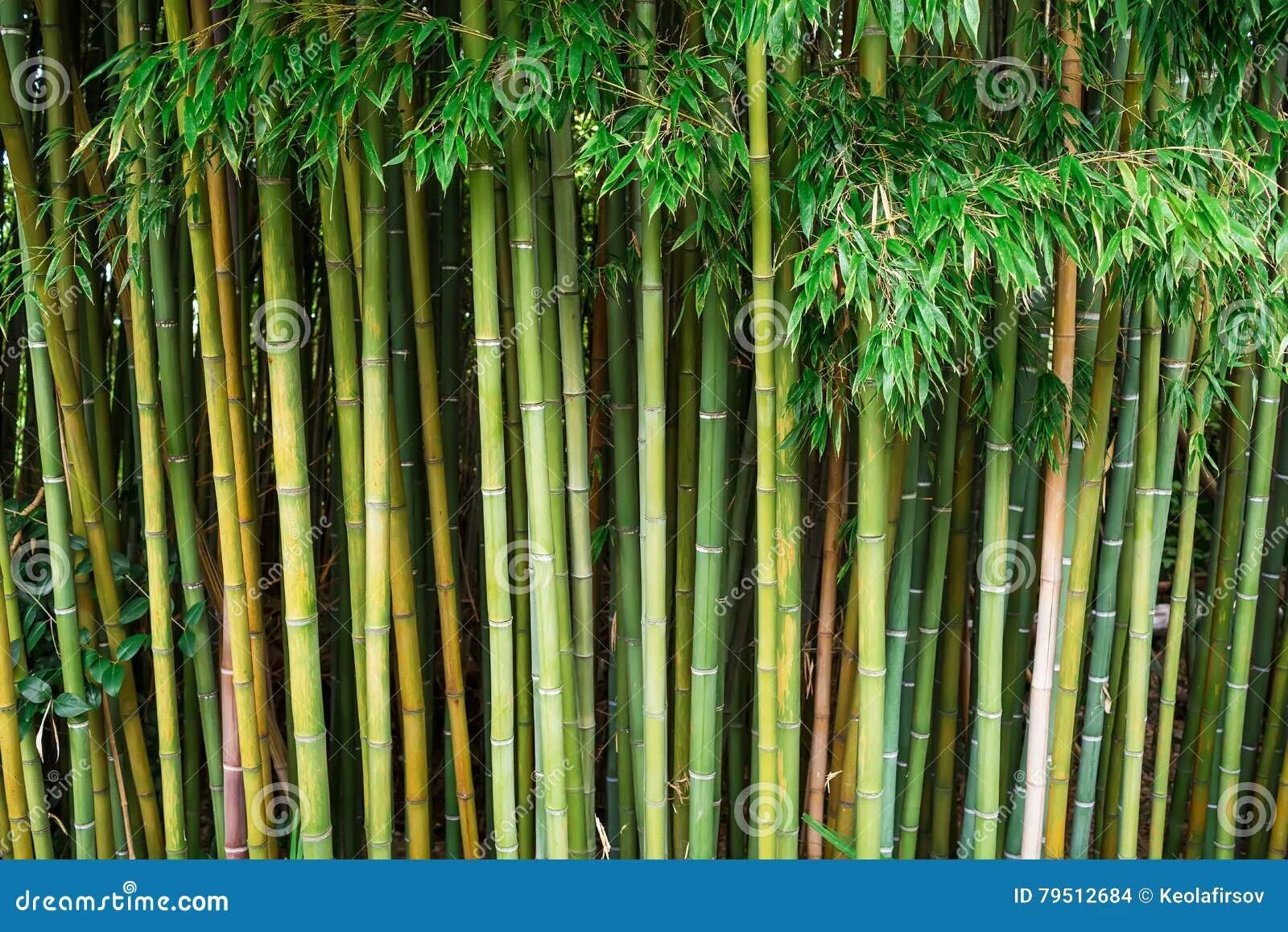 Биг бамбук big bamboo vip. Бамбук в Индии. Phyllostachys bissetii. Филиппины бамбук. Банбук на горе гэлэшан Чунцин.