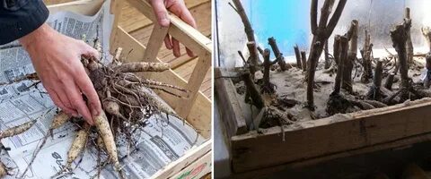 Как сохранить луковицы георгинов до весны