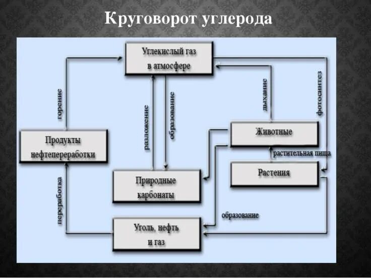 Цикл углерода. Кластер круговорот углерода. схема круговорота углерода в природе схема. цикл круговорота углерода. этапы круговорота углерода.