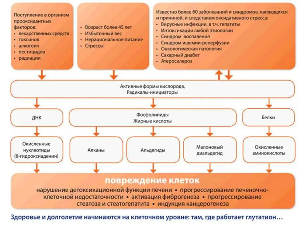Выполняет детоксикационную функцию
