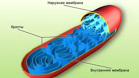 Внешняя мембрана