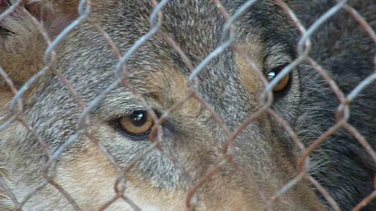 Зоопарк волков. Волк 2 клетка. Волк 2 клетка. Клетка для хаски. Клетка для собаки хаски.