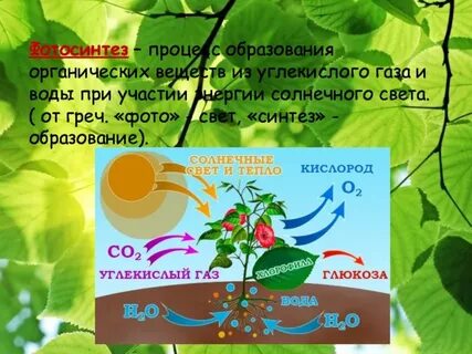 В каких органах происходит процесс фотосинтеза