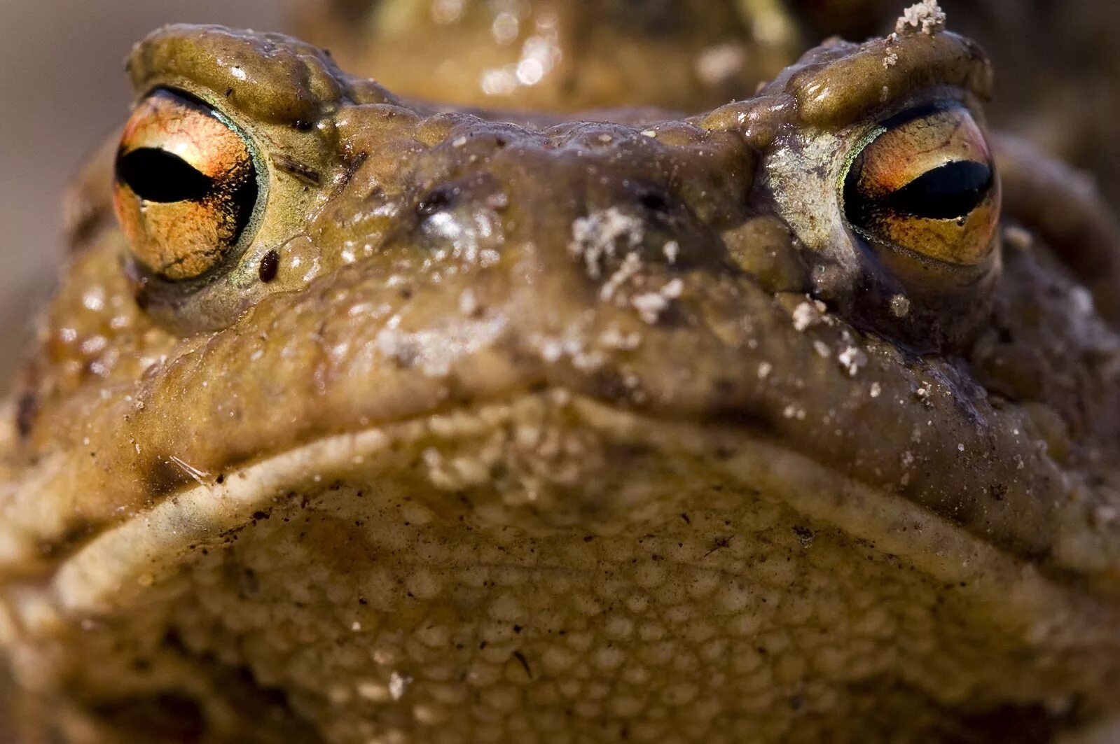 Жаба бломберга большая. Лягушка толстая жаба. Злая жаба. Lepidobatrachus laevis. Лягушка щитоспинка.