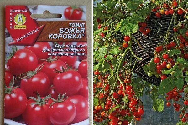 Божья коровка томат описание. Томат Божья коровка семена. Томат Божья коровка характеристика и описание.