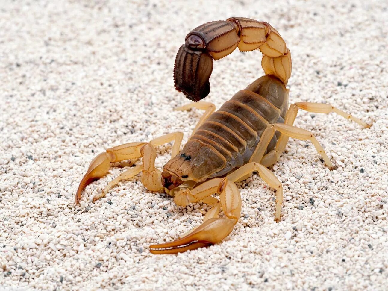 Скорпион тип. Скорпион androctonus australis. аризонский древесный скорпион. androctonus baluchicus. палестинский желтый скорпион.