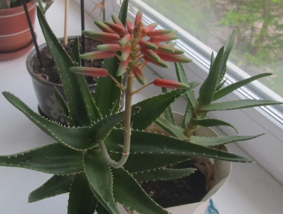 PLANT OF THE MONTH: ALOE - Water Use It Wisely Desert landscaping, Desert landsc