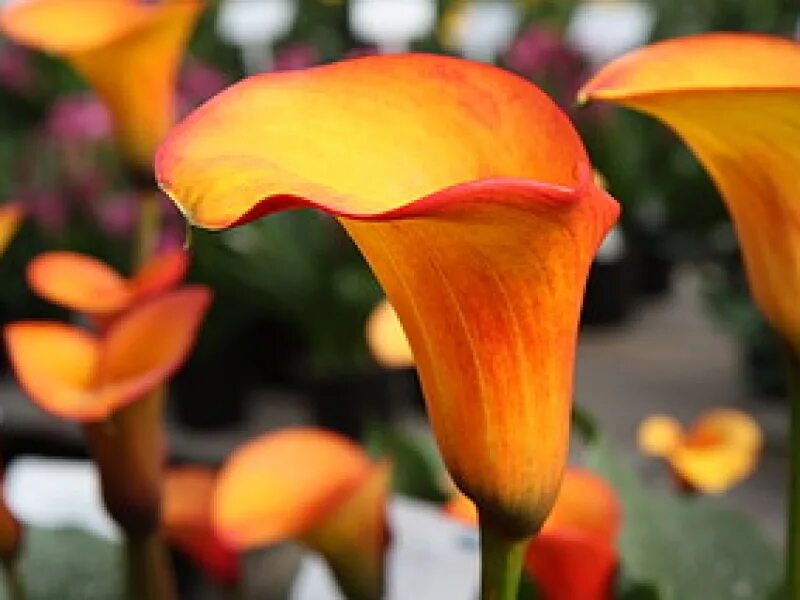 Zantedeschia Flame Калла. Калла Файер дэнсер. Калла оранж Каунти. Калла Монинг Сан. Калла флейм