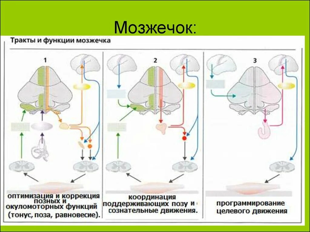 Мозжечок центры рефлексов. Регулируемые процессы мозжечка. Функции мозжечка. Участие мозжечка в регуляции вегетативных функций. Роль мозжечка в регуляции и координации движений.