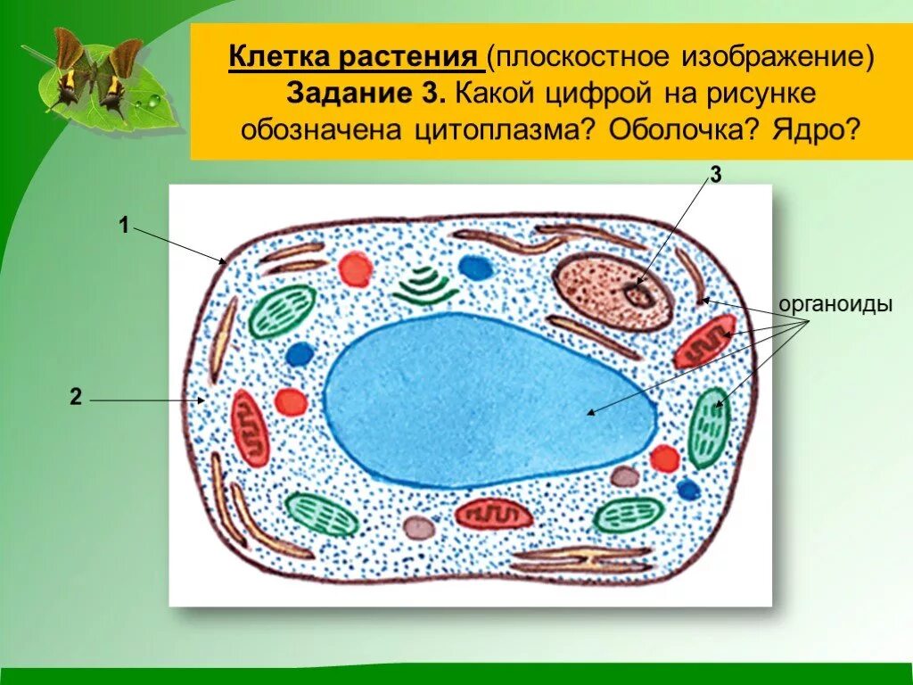 Растительные клетки зарисовать. Строение клетки 5 класс биология растительной клетки. Нарисовать органоид растительной клетки. Строение растительной клетки 5 класс биология рисунок. Органоиды растительной клетки рисунок.