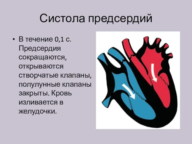Какова продолжительность систолы предсердия если известно