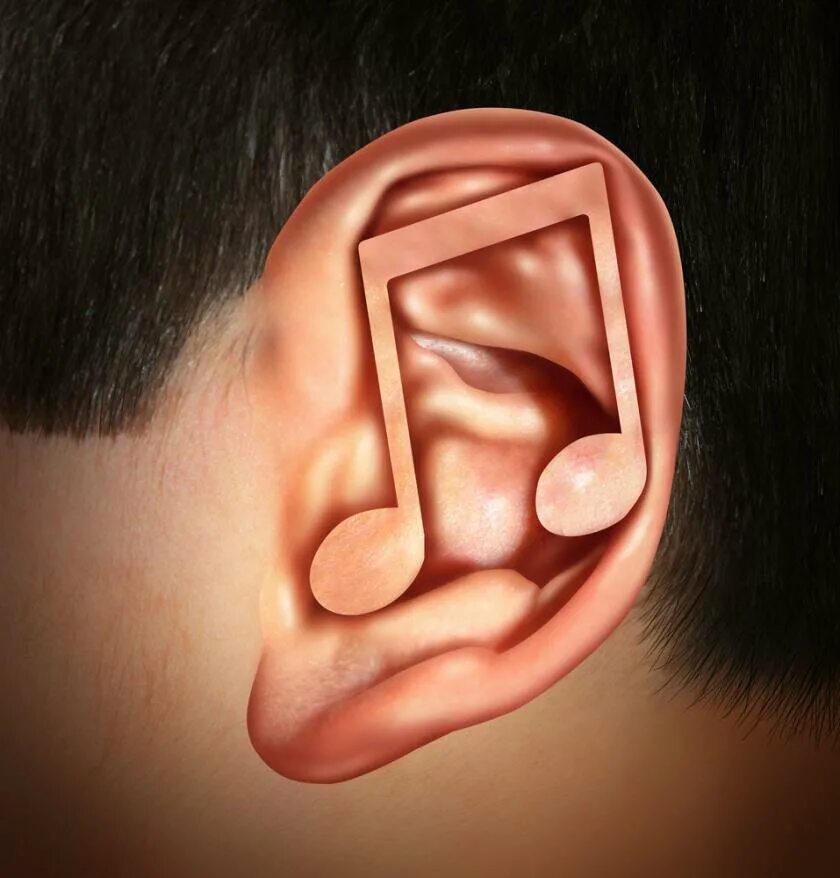 Тонкий музыкальный слух. Музыкальные уши. Абсолютный музыкальный слух это. Ухо и музыкальный слух.