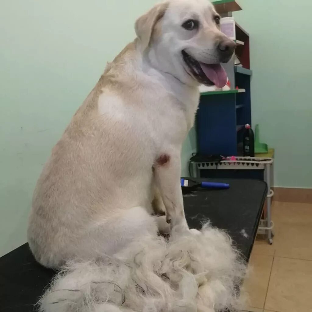 Линька лабрадора. Ретривер линяет. Лабрадор ретривер шерсть. Грумер для лабрадора. Когда линька у лабрадоров.