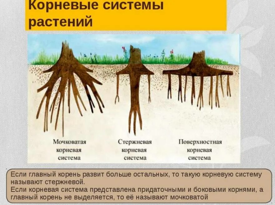 Сколько лет корневой