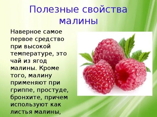 Полезные качества малины. Малина лекарственное растение. Малина лечебные свойства для детей. Характеристика малины. Ягодка характеристика