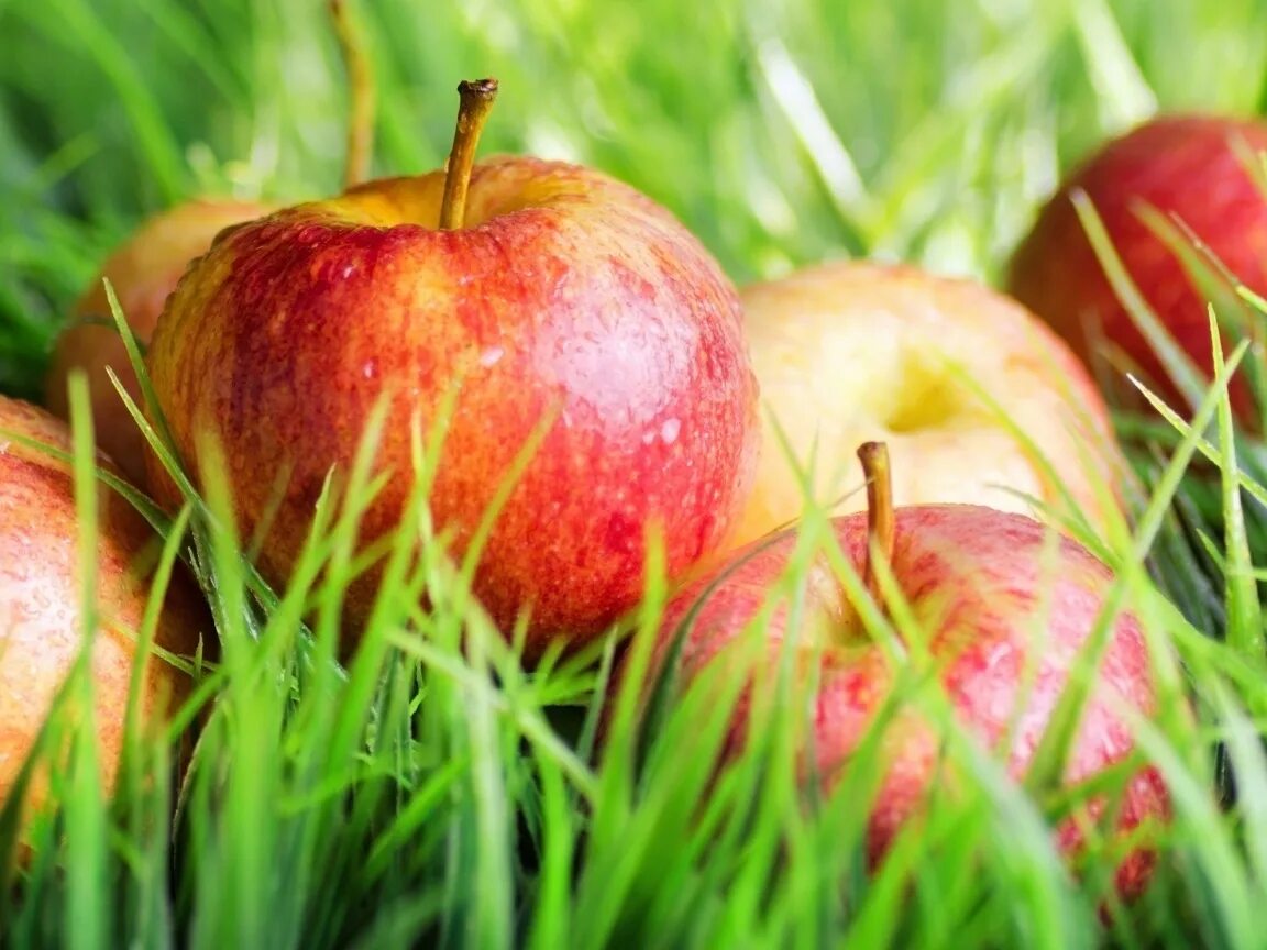 красивые яблоки. яблоки фото красивые. яблоко на белом фоне. логотип айфона. красивые яблоки.