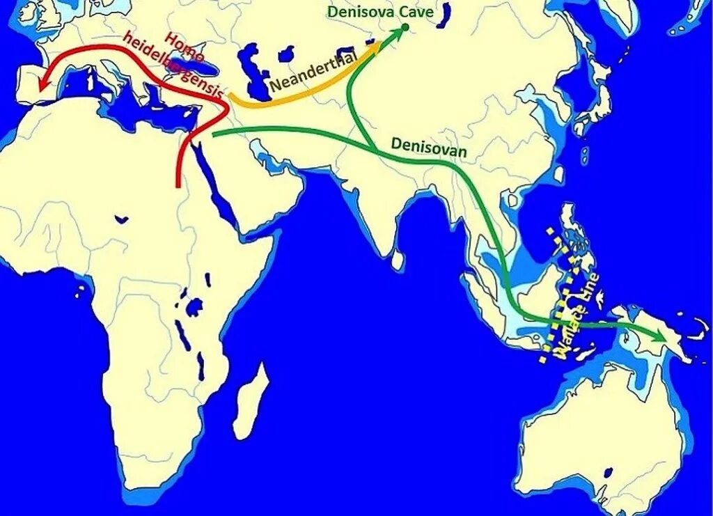 Обитания неандертальцев. Ареал неандертальцев. Денисовцы ареал обитания. Ареал распространения Денисовского человека. Расселение homo Neanderthalensis.