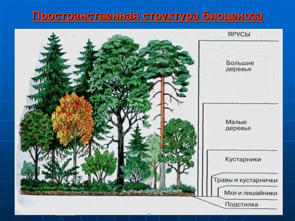 Ярусность растений леса. Пространственная структура лесного биоценоза. Ярусы лесного биоценоза. Лесные этажи ярусы лиственного леса. Биоценоз леса пример