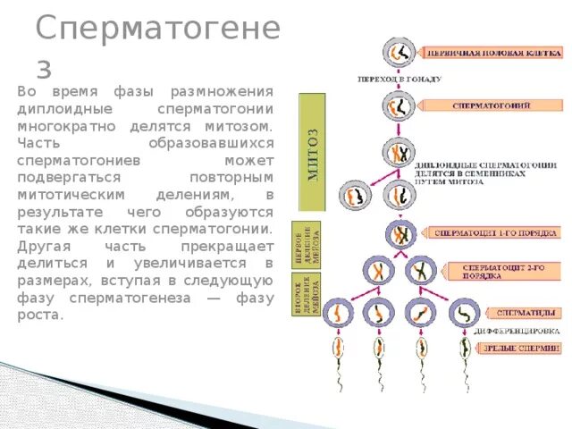 В гаметогенезе мейоз соответствует