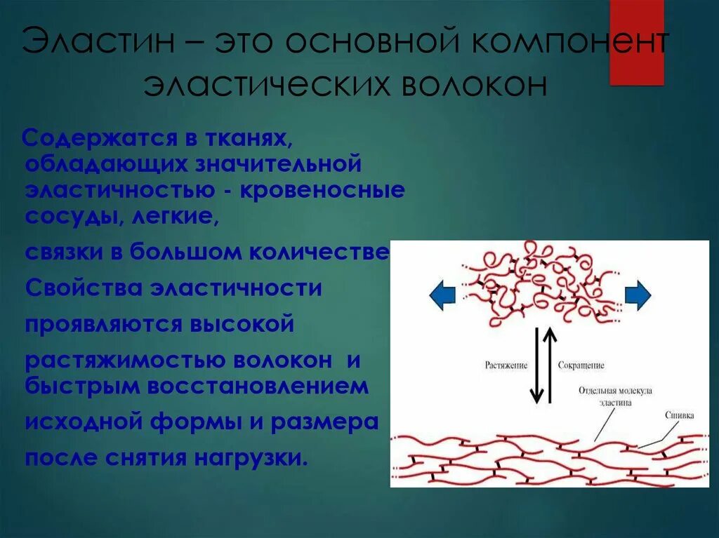 Белки соединительной ткани коллаген эластин протеогликаны. Строение эластина биохимия. Функции эластина биохимия. Эластин строение.