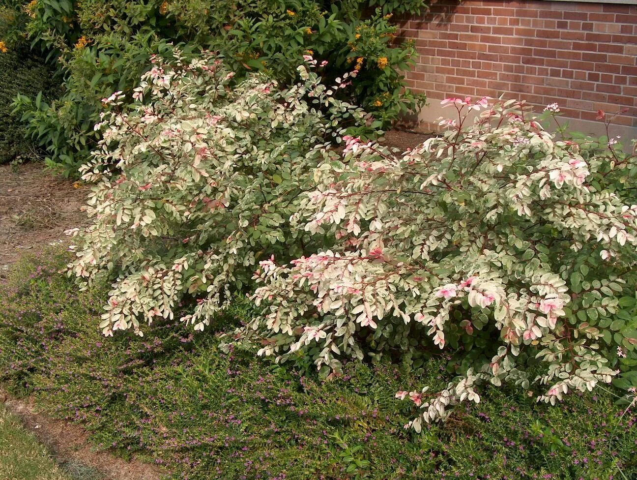 Breynia nivosa. Брейния Снежная цветение. Брейния Снежная (Breynia nivosa) 402.