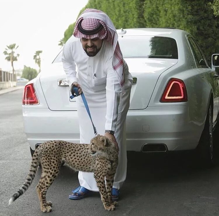 Где самые богатые животные. Рич Шейх Дубая. Арабский Шейх 777. Богатый араб. Богатый Шейх.