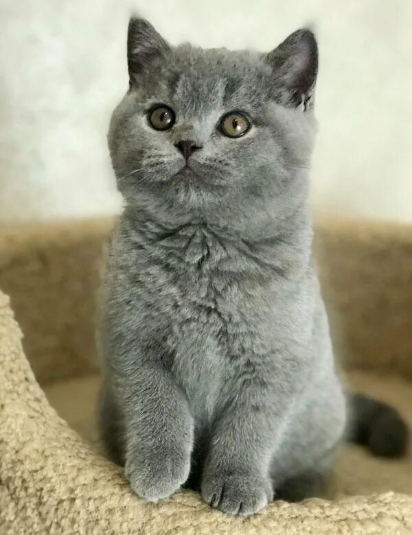 Кот британский короткошерстный голубой. Британская короткошёрстная кошка голубая. Британская прямоухая голубая кошка. Кошки голубые британцы. Кошки голубые британцы.