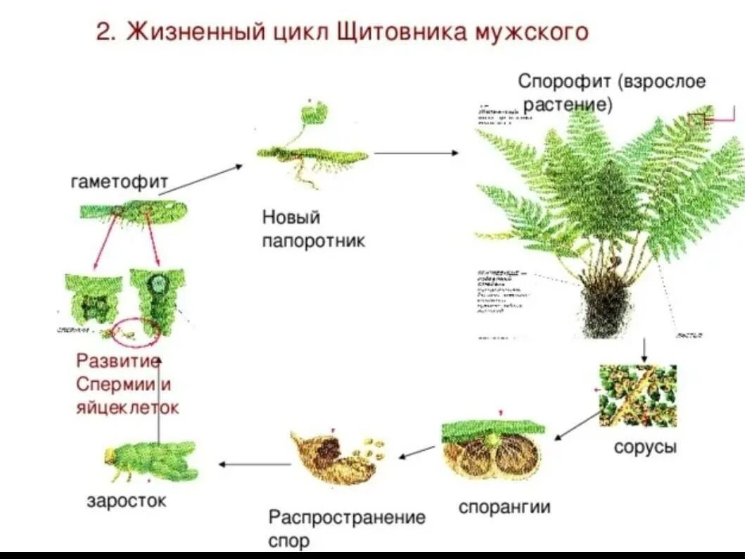 Спорофиты папоротникообразных. Жизненный цикл щитовника мужского. Жизненный цикл папоротника щитовника мужского. Папоротник мужской схема жизненного цикла. Цикл развития щитовника мужского.