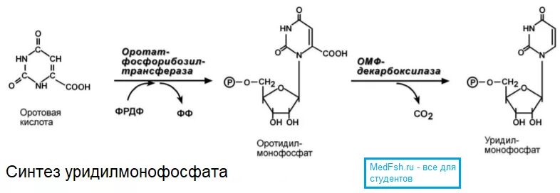 Цмф биохимия. Цдф формула биохимия. синтез цтф. утф в цтф. синтез цтф биохимия.