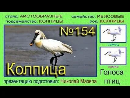 Такси колпица шаховская