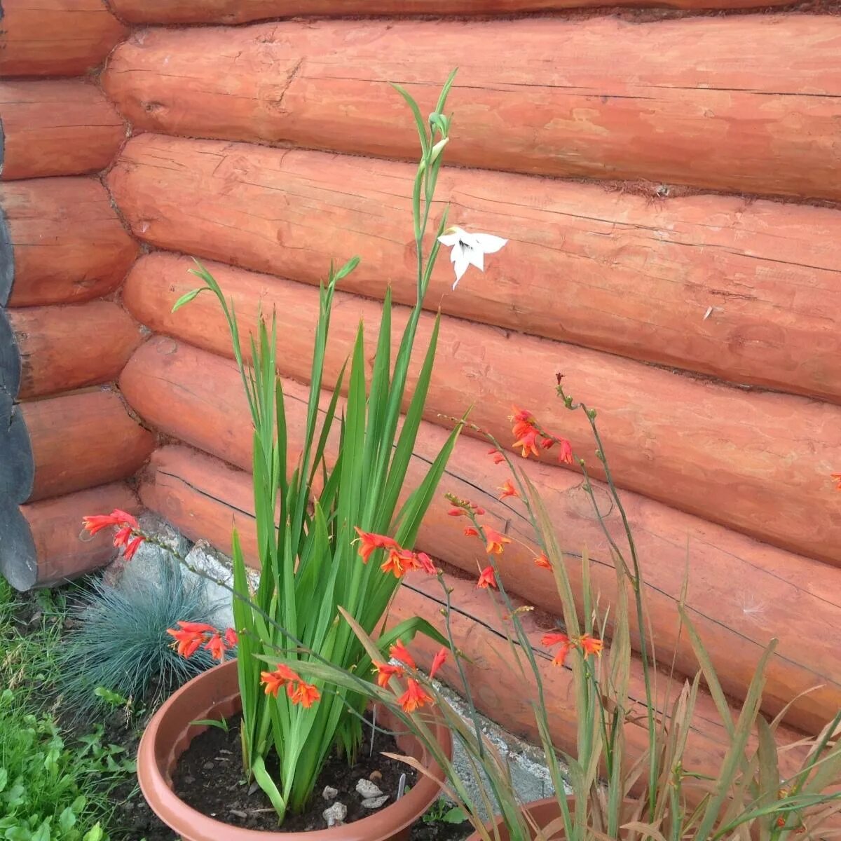 Нужно ли выкапывать ацидантеру на зиму