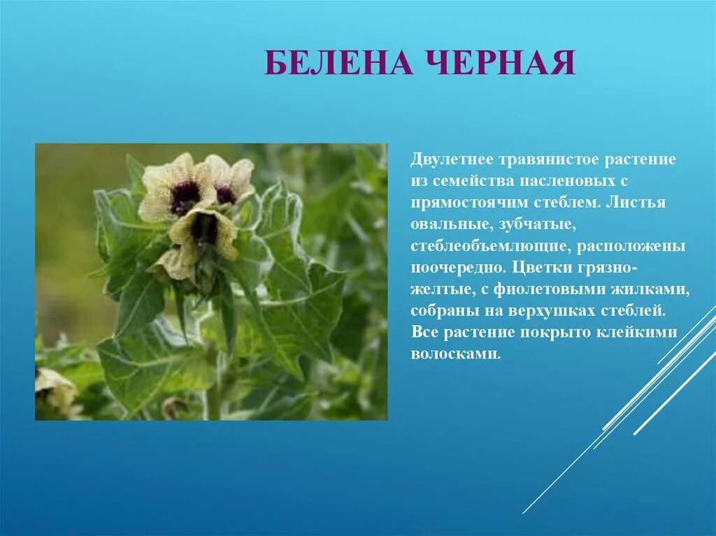 Ядовитое растение семейства пасленовых 6 букв. Красавка белладонна ядовитое растение. Белена и дурман обыкновенный. Паслен черный описание растения. Красавка белладонна растение.