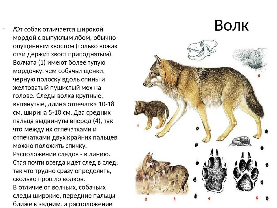 Как отличить волка от собаки - Собака и волк: основные отличия - k-9.ru georgian