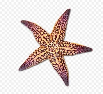 Поза морской звезды