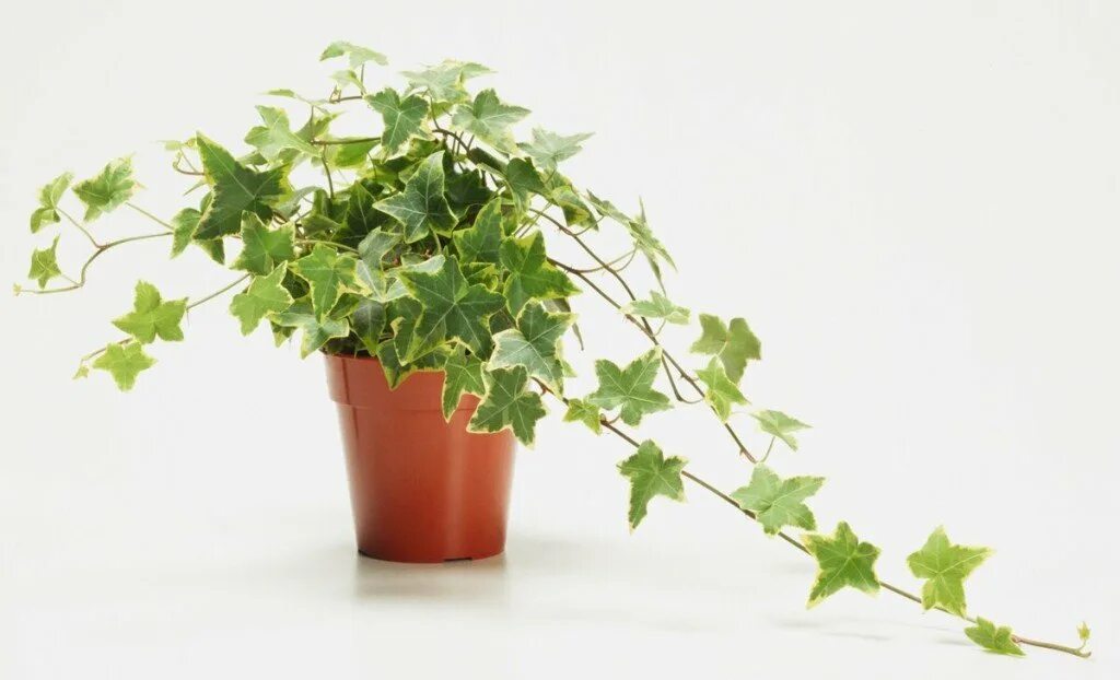 Плющ фатсхедера. Плющ иберийский (hedera iberica). Плющ ирландский хедера хиберника. Хедера плющ вариегатный. Плющ или плющь.