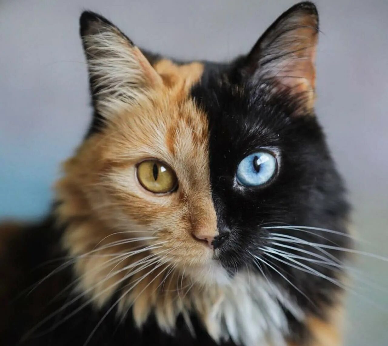 Как выглядит cat